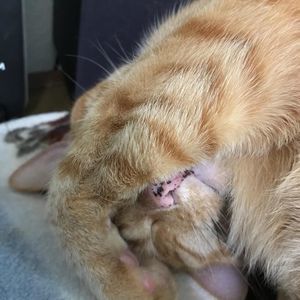 Meet your Posher, Carrie